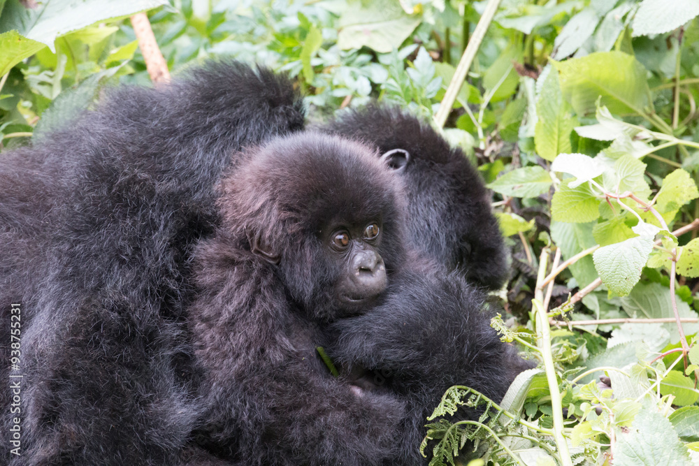 Obraz premium Africa, Rwanda, Musanze District, Volcanoes National Park, Ruhengeri, Kinigi. Gorilla, beringei beringei, Mountain gorilla. Baby and mother. 2016-08-04