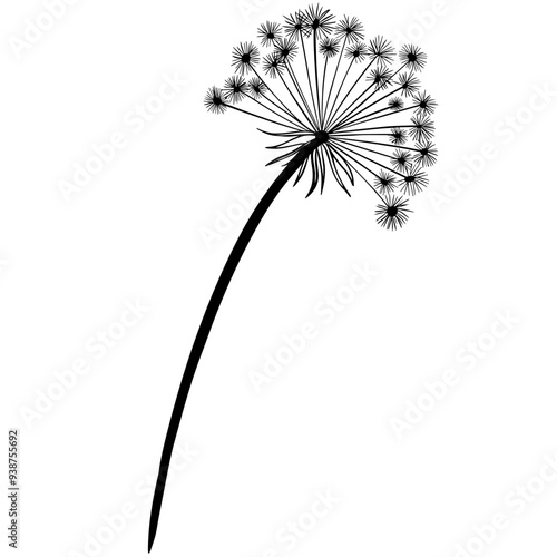 dandelion on white background