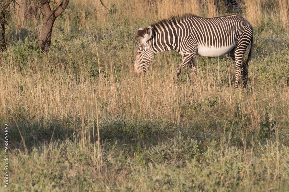 Fototapeta premium Africa, Kenya, Samburu National Game Reserve and Park, Grevy's Zebra (equus Grevyi). 2016-08-04
