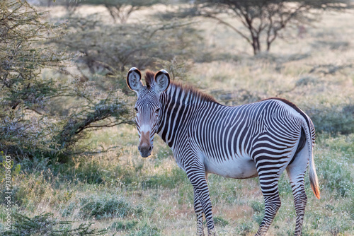 Africa, Kenya, Samburu National Game Reserve and Park, Grevy's Zebra (equus Grevyi). 2016-08-04 photo