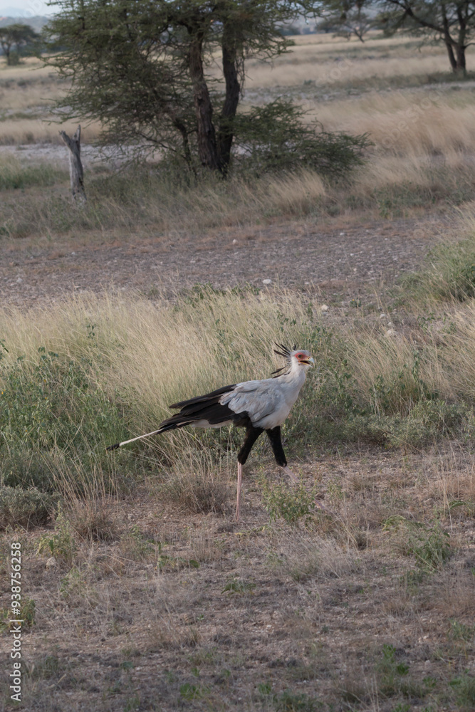 Africa, Kenya, Samburu National Reserve. secretary bird (Sagittarius serpentarius). 2016-08-04 Africa, Kenya, Samburu National Reserve. secretary bird (Sagittarius serpentarius). 2016-08-04