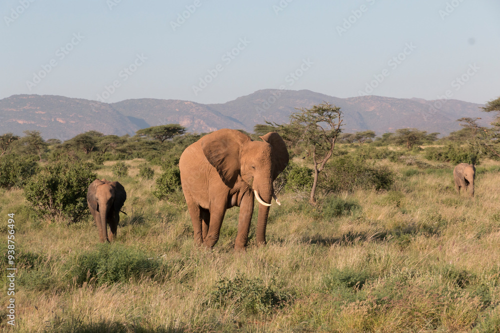 Africa, Kenya, Samburu National Reserve. Elephants in Savannah.(Loxodonta africana). 2016-08-04