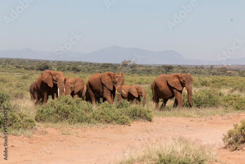 Africa, Kenya, Samburu National Reserve. Elephants in Savannah. (Loxodonta africana). 2016-08-04