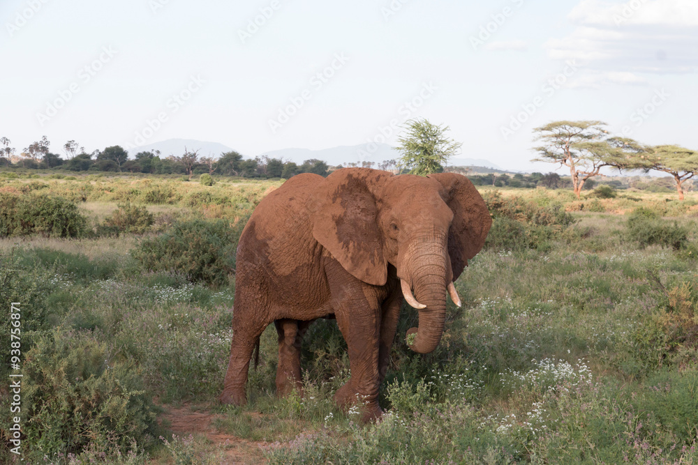 Fototapeta premium Africa, Kenya, Samburu National Reserve. Elephants in Savannah. (Loxodonta africana). 2016-08-04