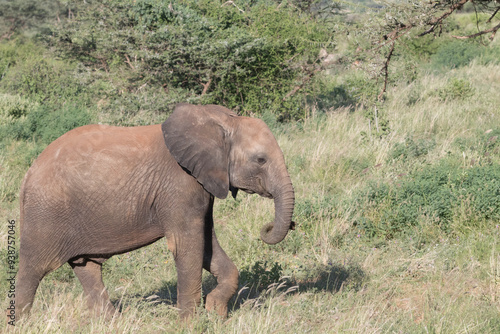 Africa, Kenya, Samburu National Reserve. Elephants in Savannah. (Loxodonta africana). 2016-08-04