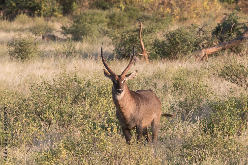 Africa, Kenya, Samburu National Reserve. Male waterbuck, Kobus ellipsiprymnus. 2016-08-04 Africa, Kenya, Samburu National Reserve. Male waterbuck, Kobus ellipsiprymnus. 2016-08-04
