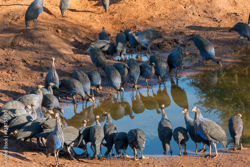 Africa, Kenya, Samburu National Reserve. The vulturine guineafowl (Acryllium vulturinum) at water hole. 2016-08-04 photo