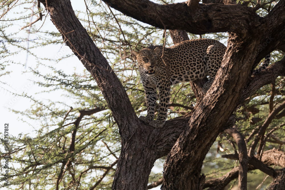 Africa, Kenya, Samburu National Reserve. African Leopard (Panthera pardus pardus) in tree. 2016-08-04 Africa, Kenya, Samburu National Reserve. African Leopard (Panthera pardus pardus) in tree. 2016-08-04