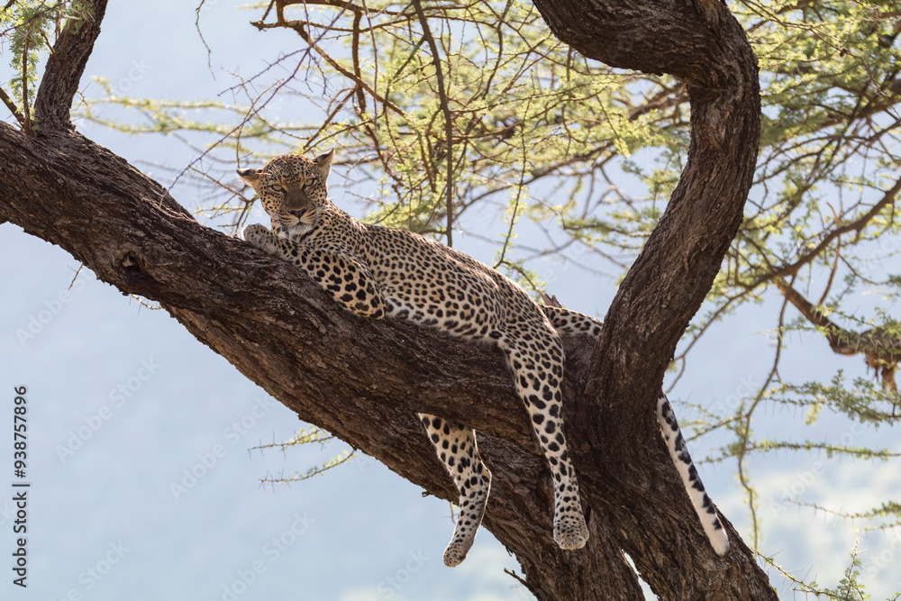 Obraz premium Africa, Kenya, Samburu National Reserve. African Leopard (Panthera pardus pardus) in tree. 2016-08-04