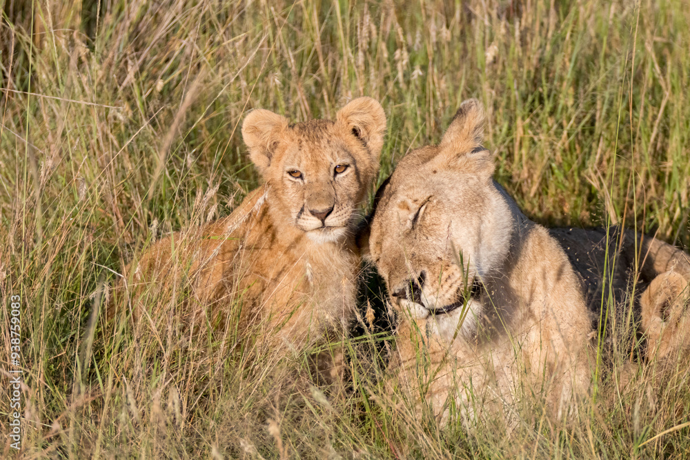 Africa, Kenya, Masai Mara National Reserve. African Lion (Panthera leo) female with cubs. 2016-08-04 Africa, Kenya, Masai Mara National Reserve. African Lion (Panthera leo) female with cubs. 2016-08-04