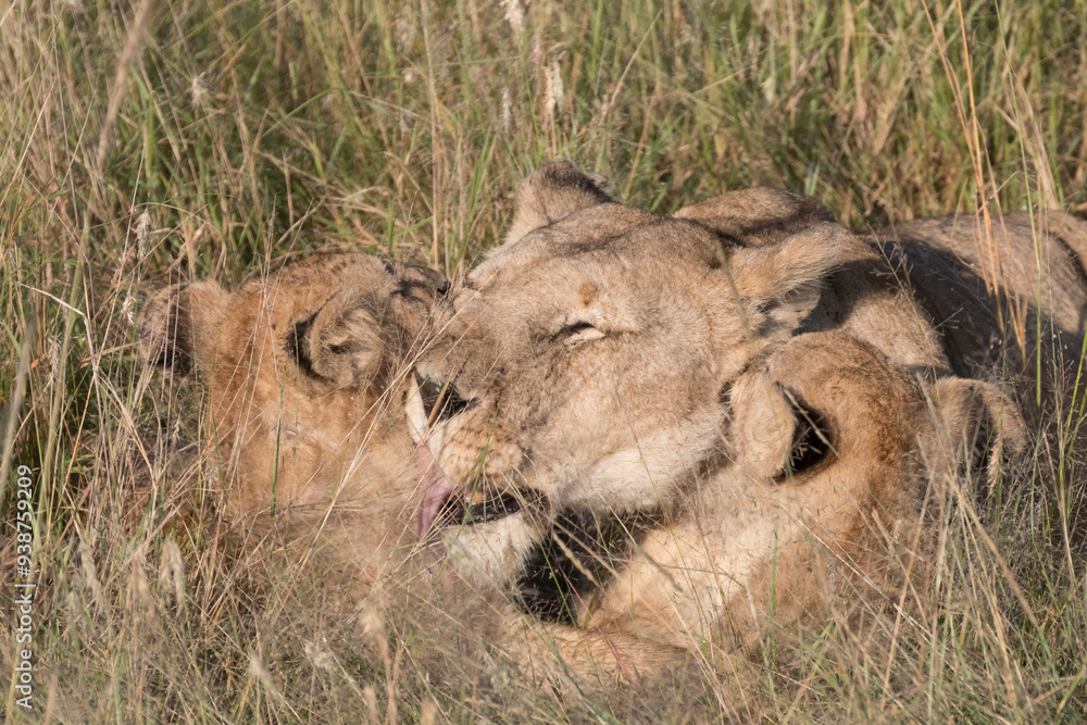 Naklejka premium Africa, Kenya, Masai Mara National Reserve. African Lion (Panthera leo) female with cubs. 2016-08-04