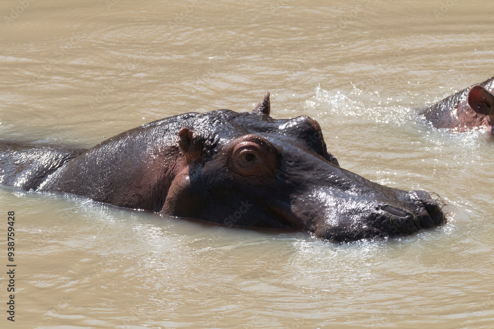 Africa, Kenya, Masai Mara National Reserve. Hippopotamus (Hippopotamus amphibious). 2016-08-04 Africa, Kenya, Masai Mara National Reserve. Hippopotamus (Hippopotamus amphibious). 2016-08-04