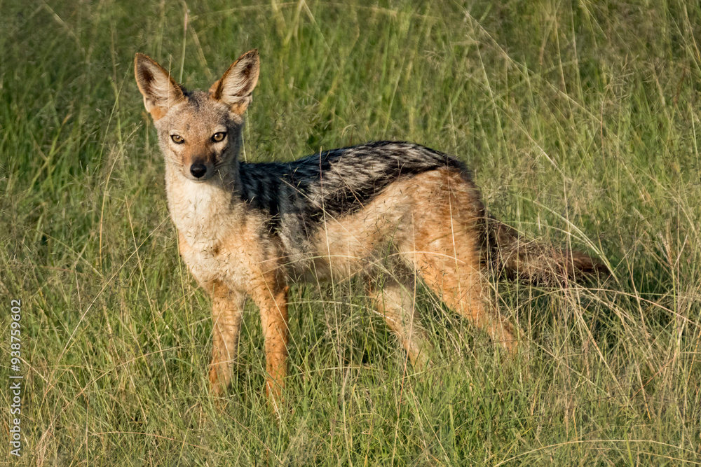 Africa, Kenya, Masai Mara National Reserve. Black-backed jackal, Canis aureus. 2016-08-04 Africa, Kenya, Masai Mara National Reserve. Black-backed jackal, Canis aureus. 2016-08-04