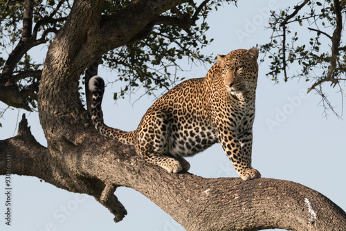 Photography Africa, Kenya, Masai Mara National Reserve, African Leopard (Panthera pardus pardus) in tree