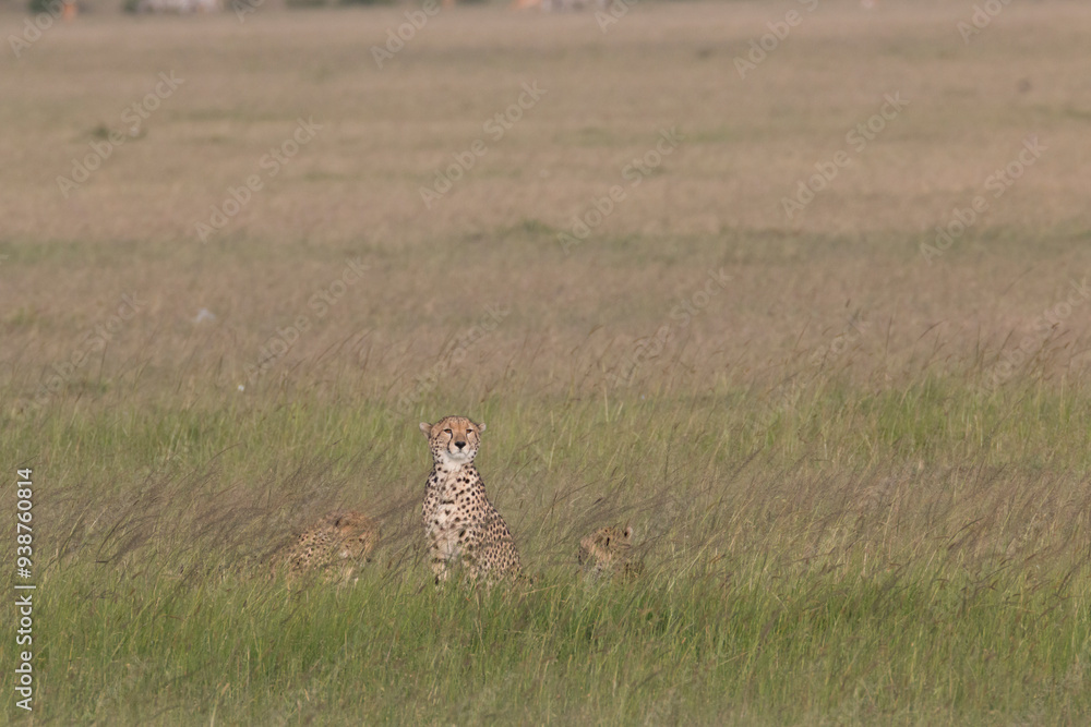 Africa, Kenya, Masai Mara National Reserve. Cheetah (Acinonyx jubatus). 2016-08-04 Africa, Kenya, Masai Mara National Reserve. Cheetah (Acinonyx jubatus). 2016-08-04