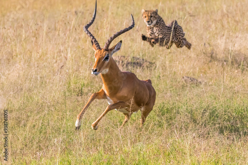 Africa, Kenya,Masai Mara, Cheetah (Acinonyx jubatus) chasing Impala (Aepyceros melampus). 2016-08-04