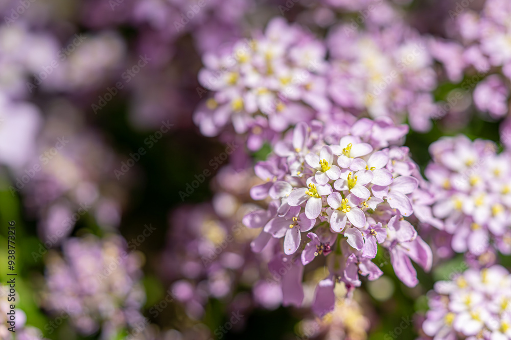 Beautiful flowers close-up for postcards and posters. Beautiful flowers close-up for postcards and posters.