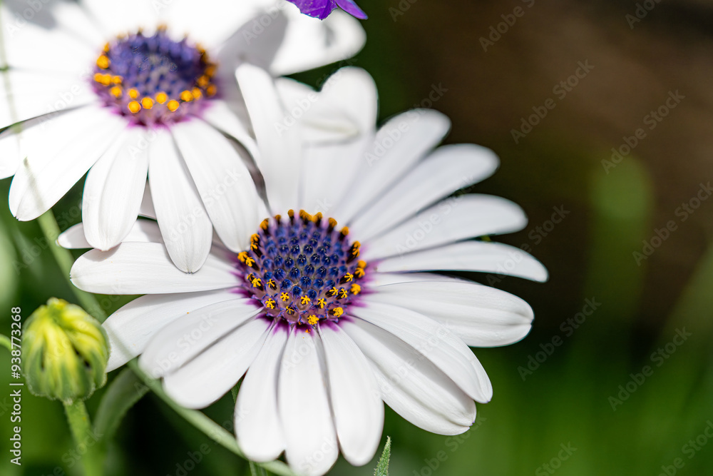Obraz premium Beautiful flowers close-up for postcards and posters.
