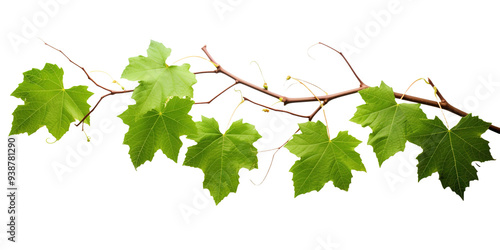 Grape leaves vine plant branch with tendrils in vineyard on transparent background, png	