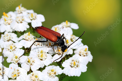 A⁠nastrangalia sanguinolenta photo