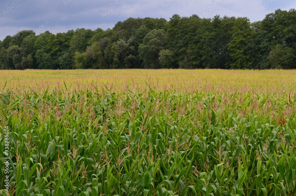 Pole kukurydzy na Mazurach, Polska/Corn field in Masuria, Poland Pole kukurydzy na Mazurach, Polska/Corn field in Masuria, Poland