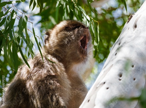 Berber monkeys on the Rock of Gibraltar.
