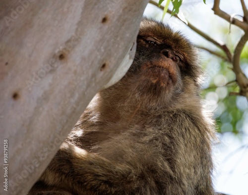 Berber monkeys on the Rock of Gibraltar.