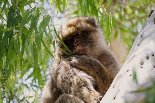 Berber monkeys on the Rock of Gibraltar.