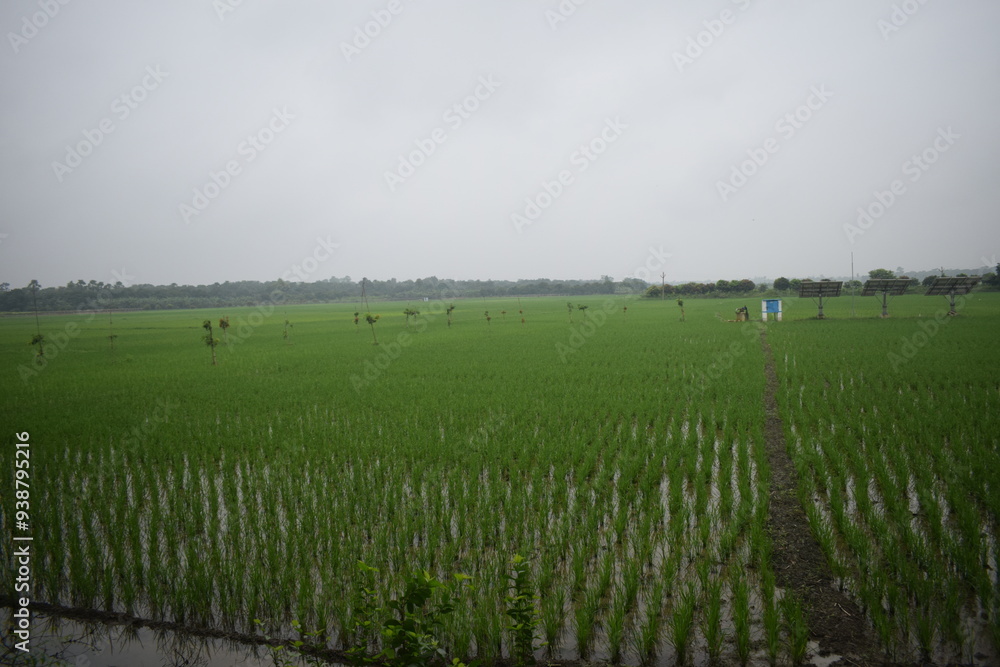 Fototapeta premium picture of paddy field