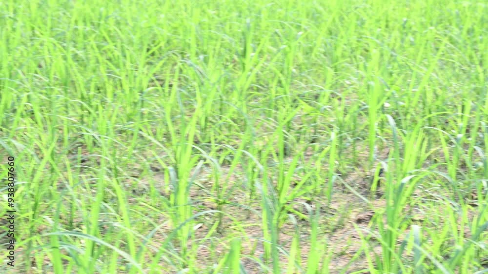 Eleusine coracana or finger millet plants. It is called Ragi and madua in India and Kodo in Nepal. It is an annual herbaceous plant. Its widely grown as a cereal crop in the in Africa and Asia. Eleusine coracana or finger millet plants. It is called Ragi and madua in India and Kodo in Nepal. It is an annual herbaceous plant. Its widely grown as a cereal crop in the in Africa and Asia.