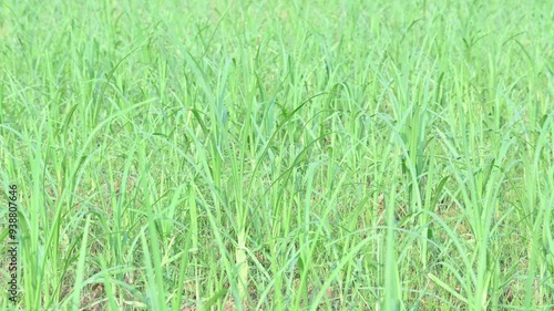 Eleusine coracana or finger millet plants. It is called Ragi and madua in India and Kodo in Nepal. It  is an annual herbaceous plant. Its widely grown as a cereal crop in the in Africa and Asia. photo