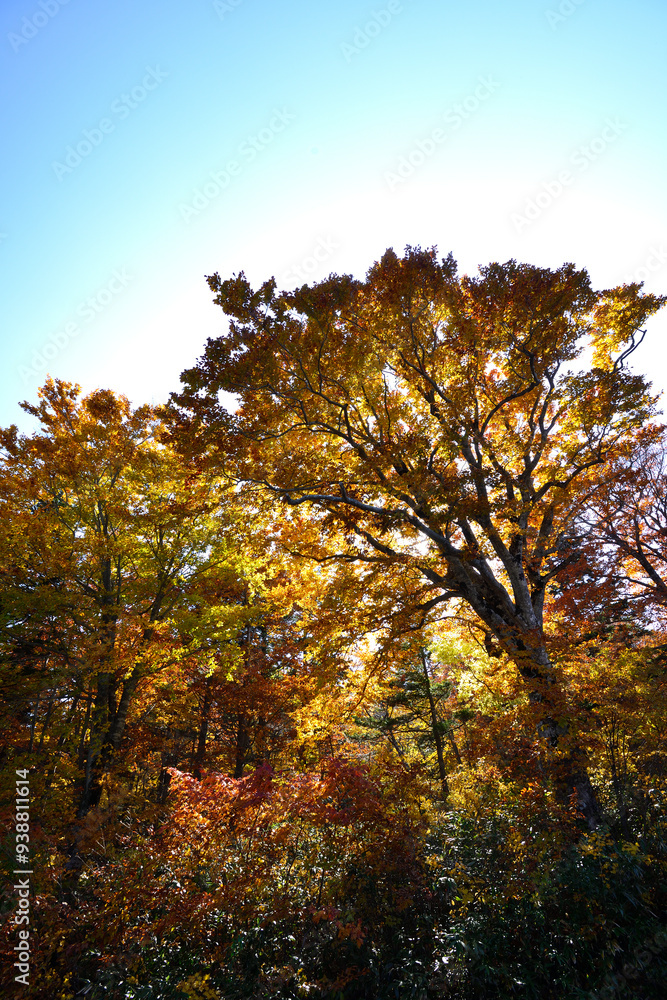 Fototapeta premium 紅葉 秋 アスピテライン 岩手県 日本/Autumn leaves Iwate Prefecture Japan