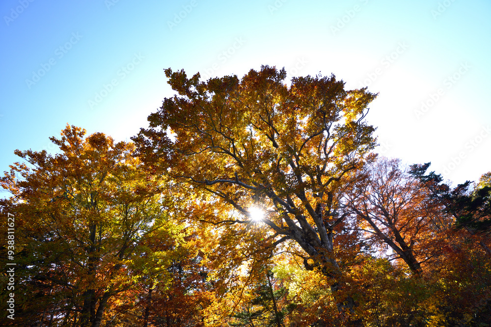 Fototapeta premium 紅葉 秋 アスピテライン 岩手県 日本/Autumn leaves Iwate Prefecture Japan