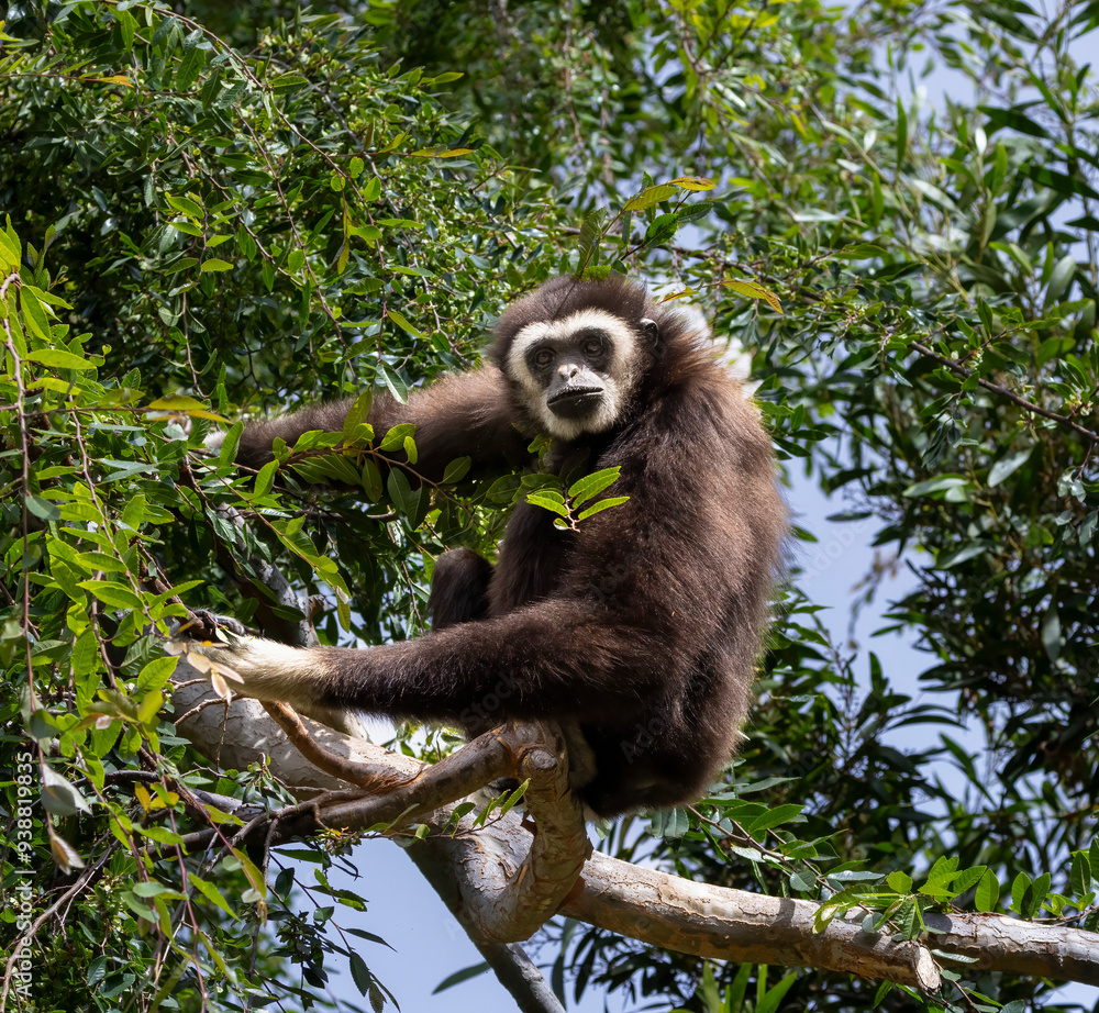 Fototapeta premium A Black Gibbon sitting in a tree