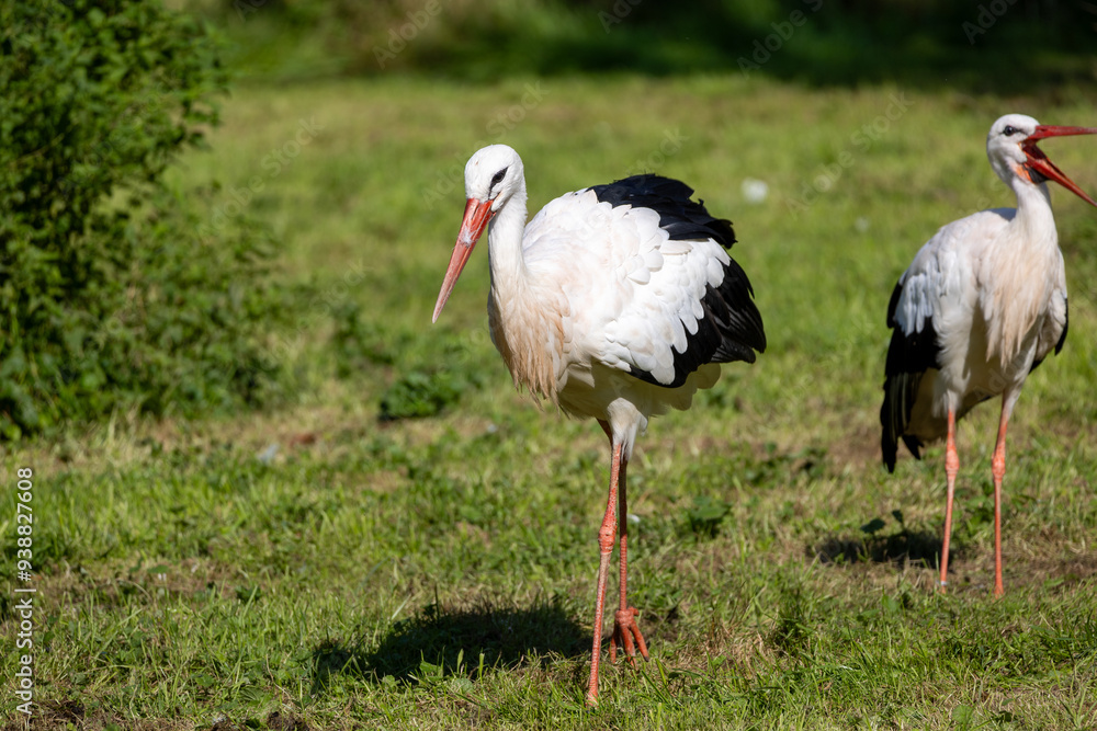 Fototapeta premium White stork (Ciconia ciconia) on a meadow