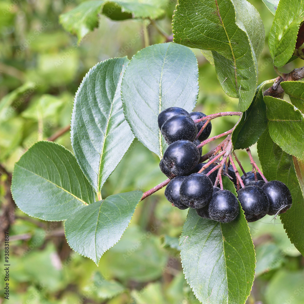 Black ashberry Aronia melanocarpa tree displaying ripe berries in a natural setting during late summer Black ashberry Aronia melanocarpa tree displaying ripe berries in a natural setting during late summer
