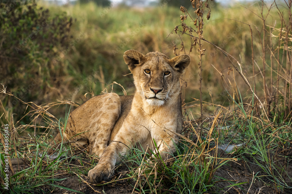 Fototapeta premium Leones
