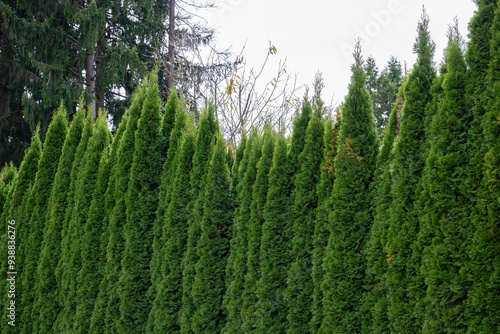 Ungleichmössig hohe Thujen in einer Thujenhecke, immergrüner Sichtschutz, Gartenbau photo