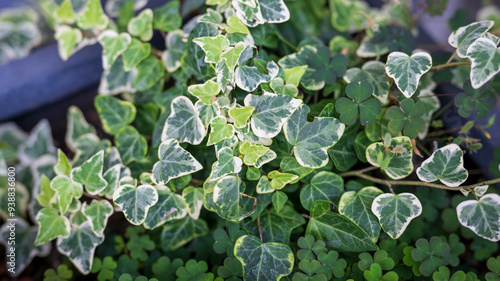 Hintergrund Gartenkonzept, Efeu und Klee photo