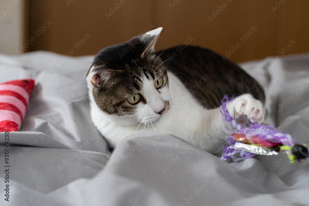 Naklejka premium おもちゃで遊ぶ可愛い猫 キジトラ白