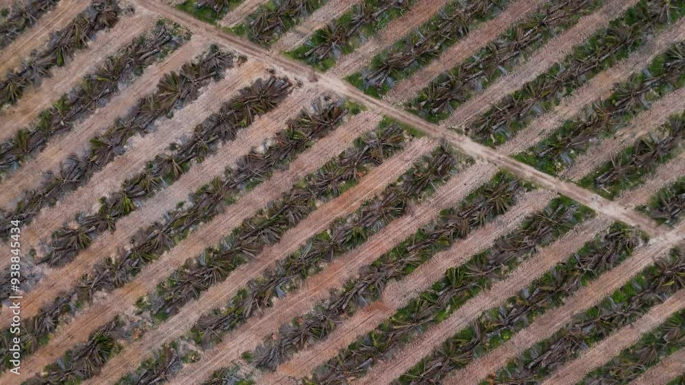 Natural Disaster Patch exploitation and deforestation disaster patch Deforestation in pristine ...