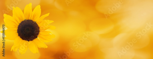 Sunflower on yellow background.