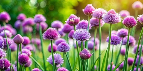 Chive plant with purple flowers and edible leaves in a vibrant garden