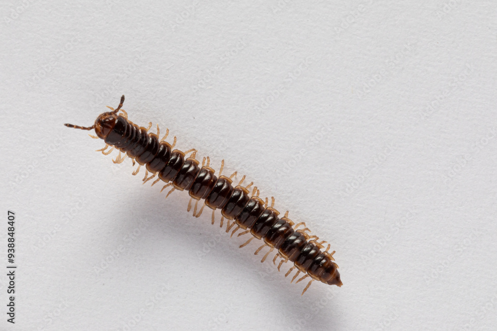 Oxidus gracilis. Brown millipede crawling on white surface Oxidus gracilis. Brown millipede crawling on white surface