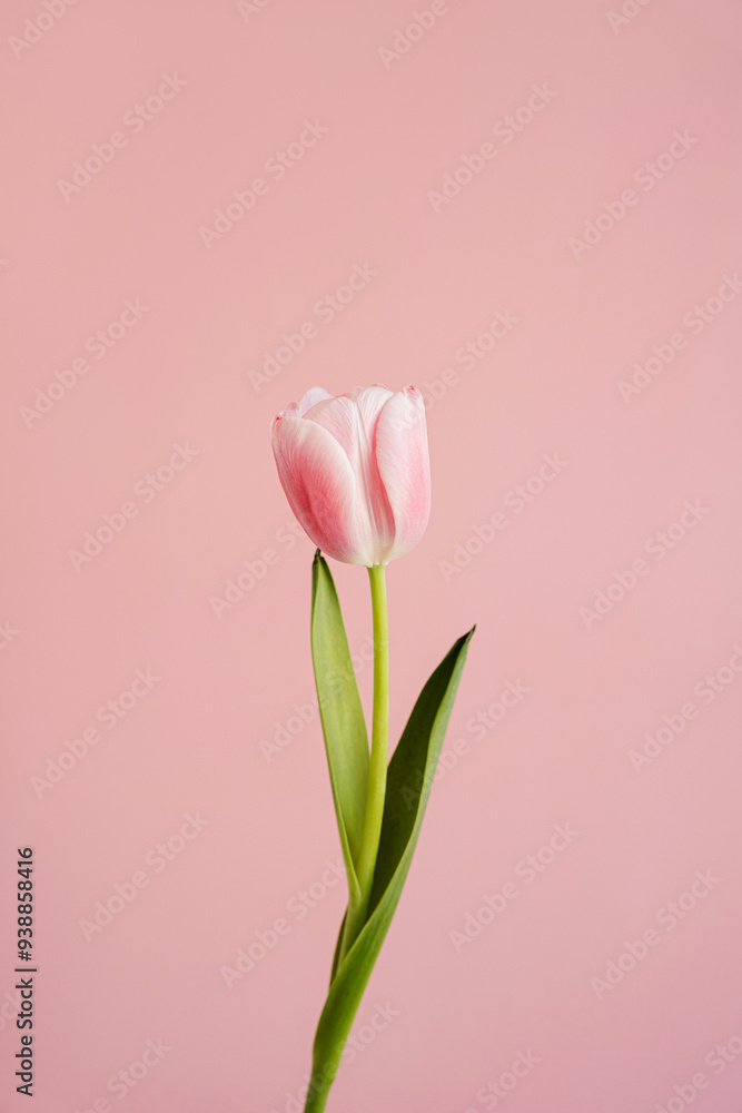 Elegant Close-Up of Pink Tulip with Delicate Petals and Green Leaves Against Pale Pastel Pink Background. Soft Pastel Tones and Minimalist Style for a Serene and Graceful Floral Aesthetic Elegant Close-Up of Pink Tulip with Delicate Petals and Green Leaves Against Pale Pastel Pink Background. Soft Pastel Tones and Minimalist Style for a Serene and Graceful Floral Aesthetic