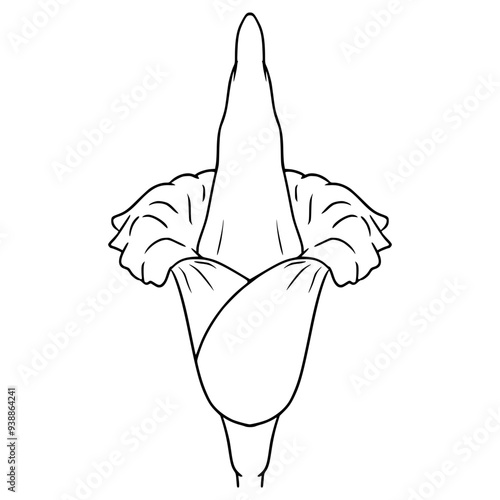 corpse flower illustration hand drawn outline vector