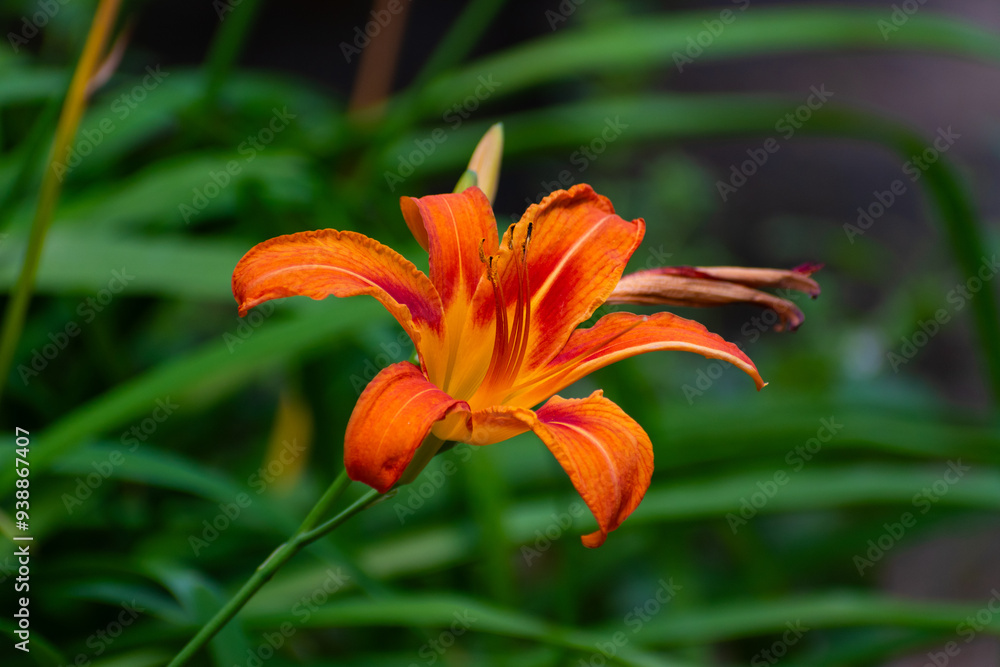 orange tiger lily