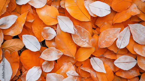 A close-up of vibrant orange autumn leaves covered partially by the first snow. photo