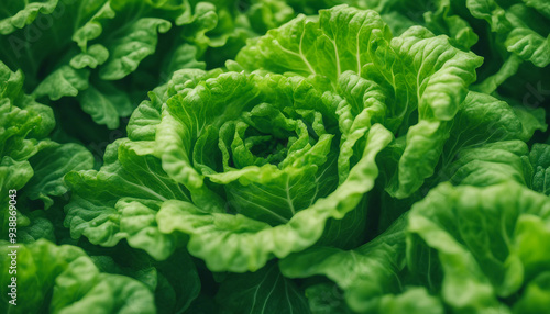 A close-up shot of crisp, green lettuce leaves overlapping each other, filling the frame