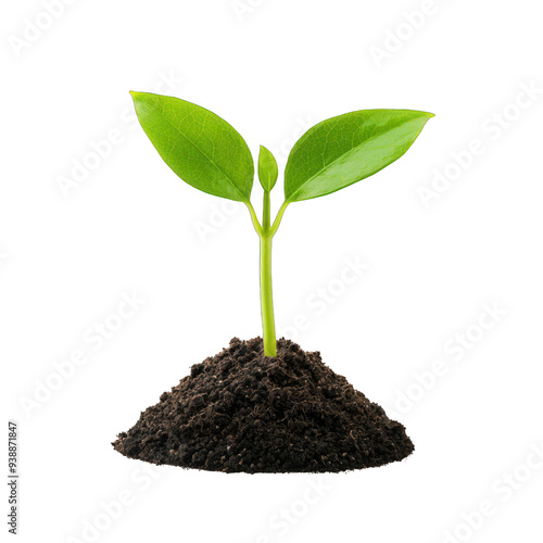 A young green plant emerging from soil symbolizes growth, nature, and new beginnings. Perfect for concepts related to ecology and sustainability. transparent background